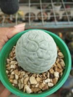 TEPHROCACTUS GEOMETRICUS - Image 3