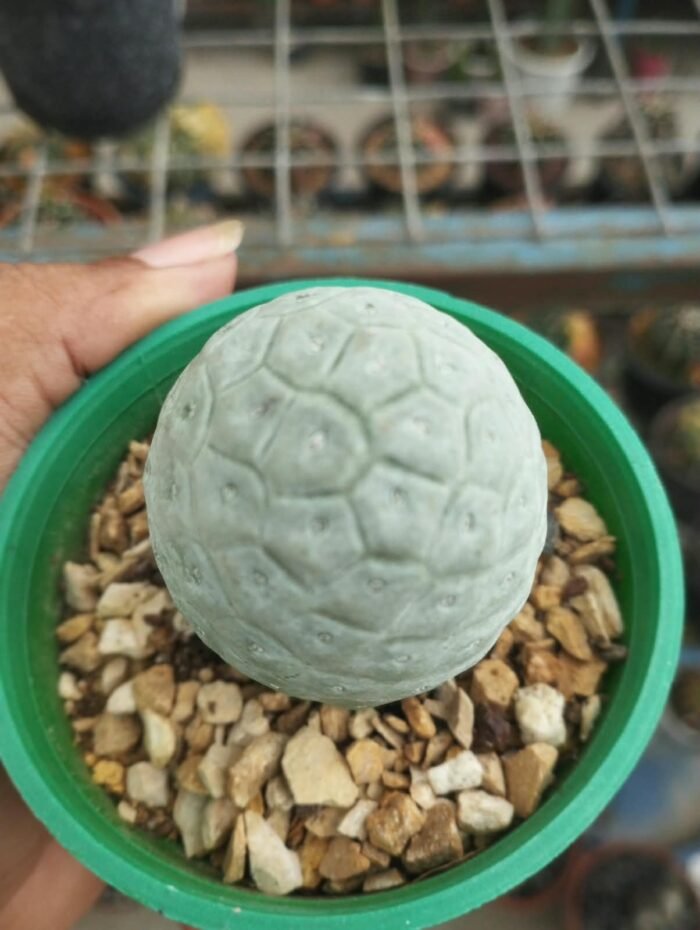 TEPHROCACTUS GEOMETRICUS - Image 3