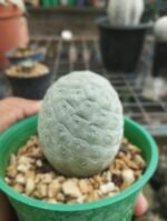 TEPHROCACTUS GEOMETRICUS - Image 4