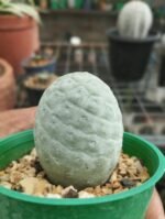 TEPHROCACTUS GEOMETRICUS - Image 2