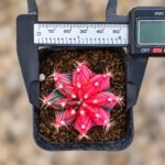 gymnocalycium mihanovichii variegata - Image 2