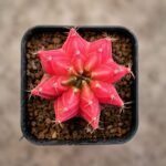 gymnocalycium mihanovichii variegata