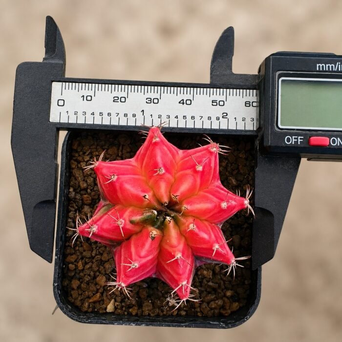 gymnocalycium mihanovichii variegata - Image 2