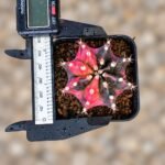 gymnocalycium mihanovichii variegata - Image 2
