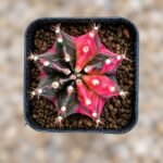 gymnocalycium mihanovichii variegata