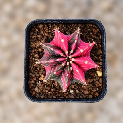 gymnocalycium mihanovichii variegata