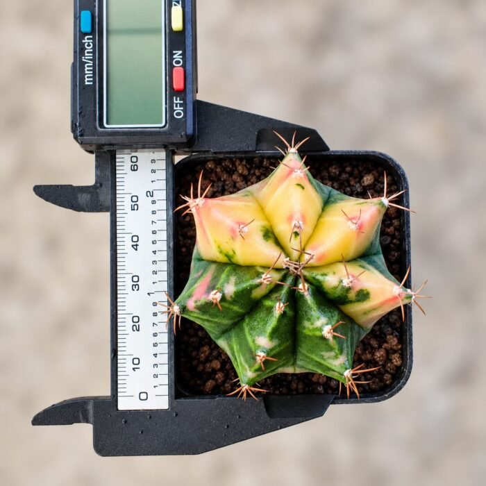 gymnocalycium mihanovichii variegata - Image 2