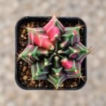 gymnocalycium mihanovichii variegata