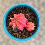 gymnocalycium mihanovichii variegata