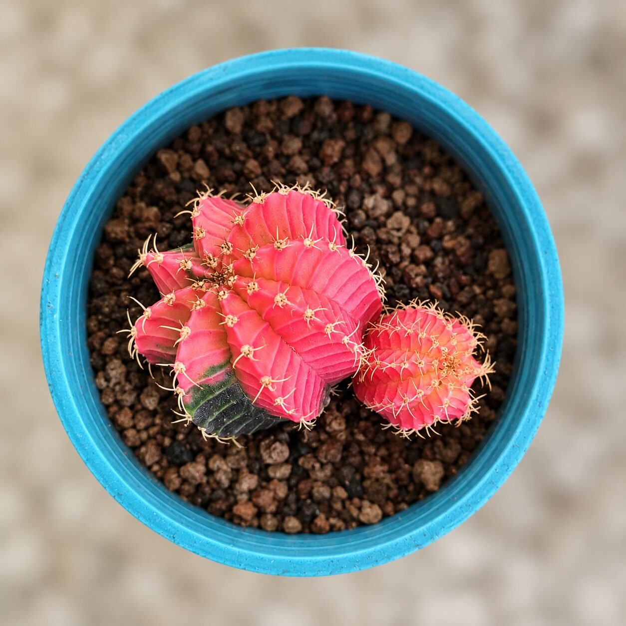 1000055280-piepXZ-82 gymnocalycium mihanovichii variegata - Image 1