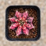 gymnocalycium mihanovichii variegata
