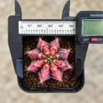 gymnocalycium mihanovichii variegata - Image 2