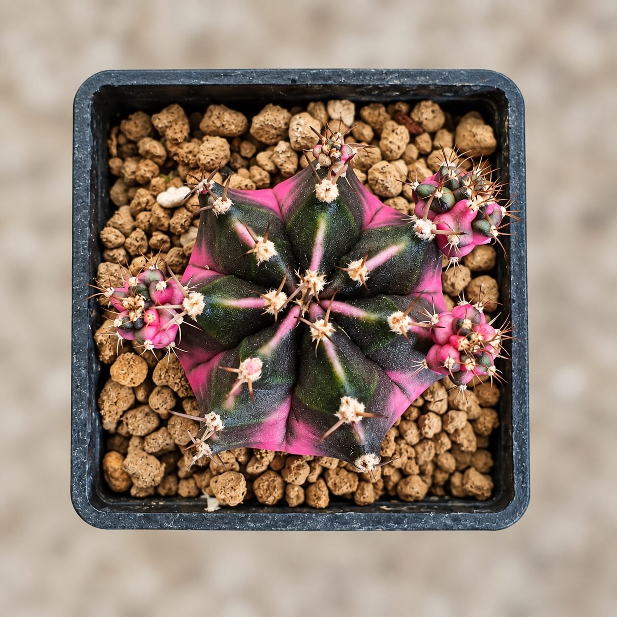 1000055301-9MeN4F-82 gymnocalycium mihanovichii variegata - Image 1