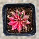 gymnocalycium mihanovichii variegata