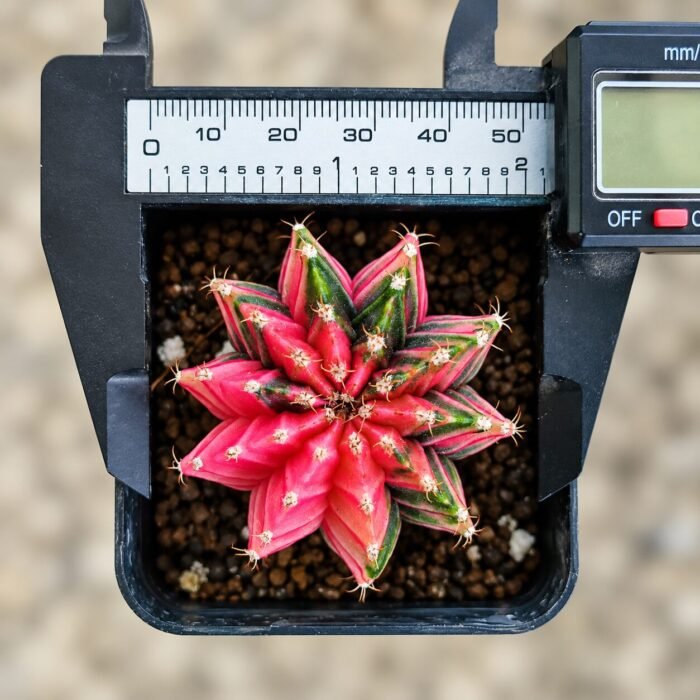 gymnocalycium mihanovichii variegata - Image 2