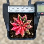 gymnocalycium mihanovichii variegata - Image 2