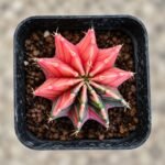 gymnocalycium mihanovichii variegata