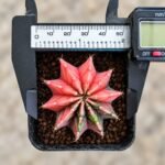 gymnocalycium mihanovichii variegata - Image 2