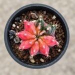 gymnocalycium mihanovichii variegata