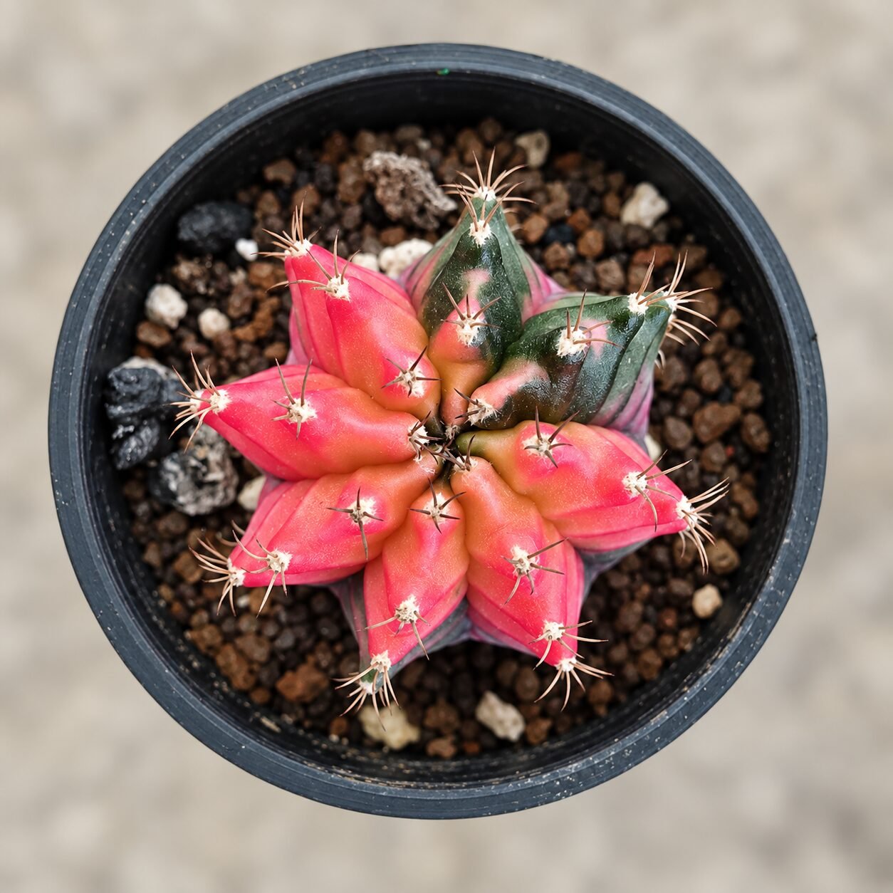 1000055383-NQsM69-82 gymnocalycium mihanovichii variegata - Image 1