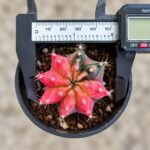 gymnocalycium mihanovichii variegata - Image 2