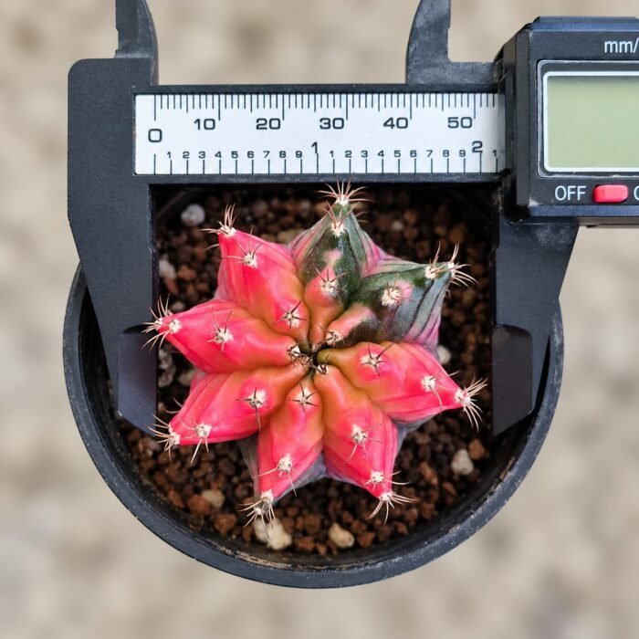 gymnocalycium mihanovichii variegata - Image 2