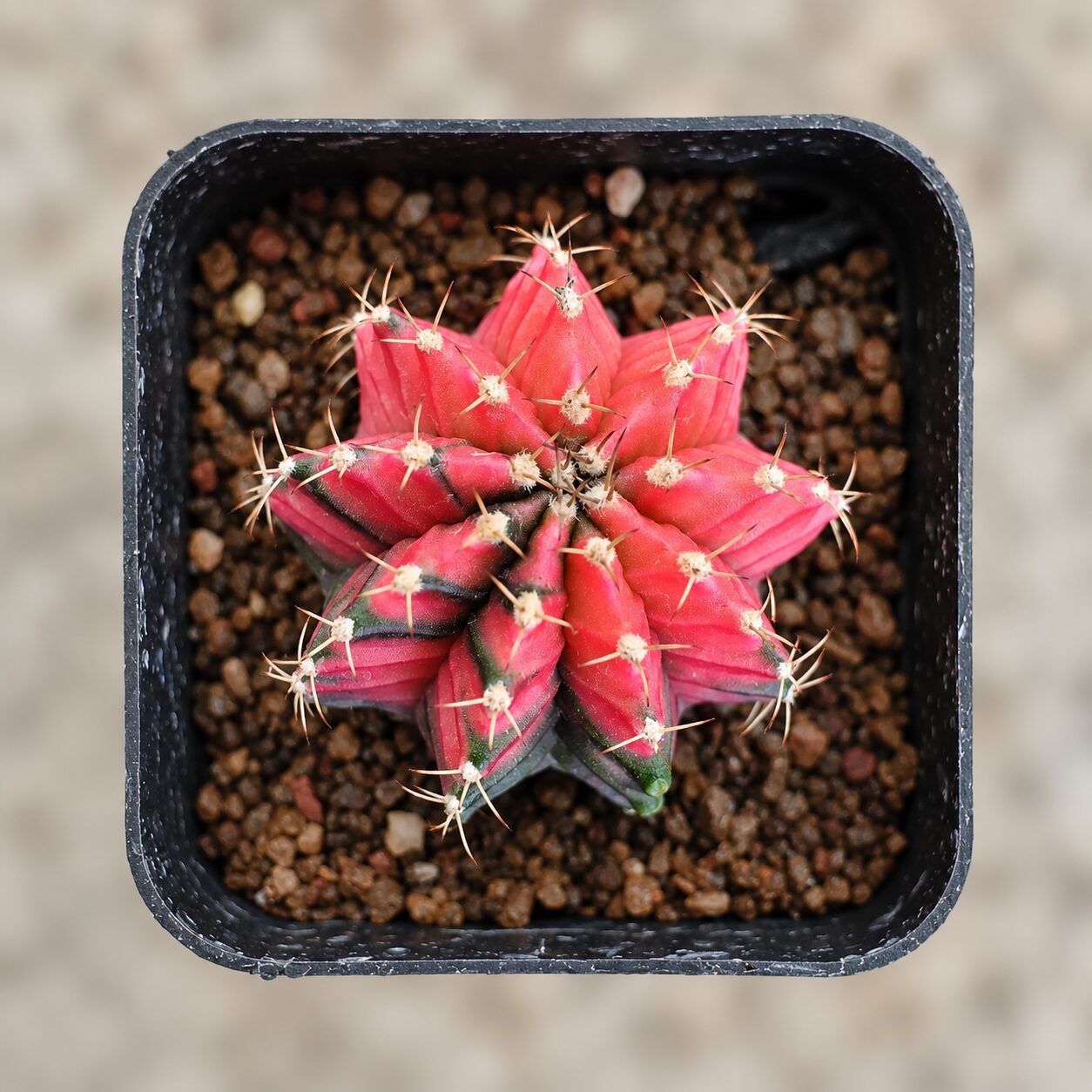 1000055387-UUdWQk-82 gymnocalycium mihanovichii variegata - Image 1