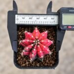 gymnocalycium mihanovichii variegata - Image 2