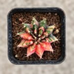 gymnocalycium mihanovichii variegata