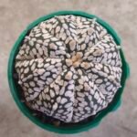 Astrophytum asterias snow white