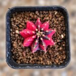 gymnocalycium mihanovichii variegata