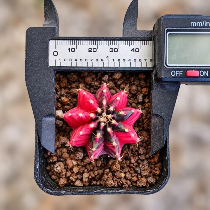 gymnocalycium mihanovichii variegata - Image 2