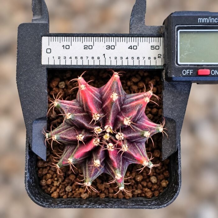 gymnocalycium mihanovichii variegata - Image 2