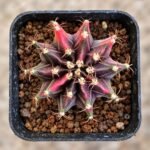 gymnocalycium mihanovichii variegata