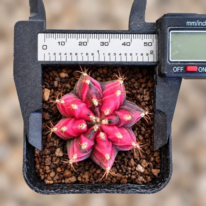 gymnocalycium mihanovichii variegata - Image 2
