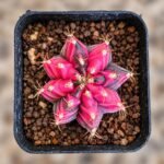 gymnocalycium mihanovichii variegata