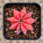 gymnocalycium mihanovichii variegata