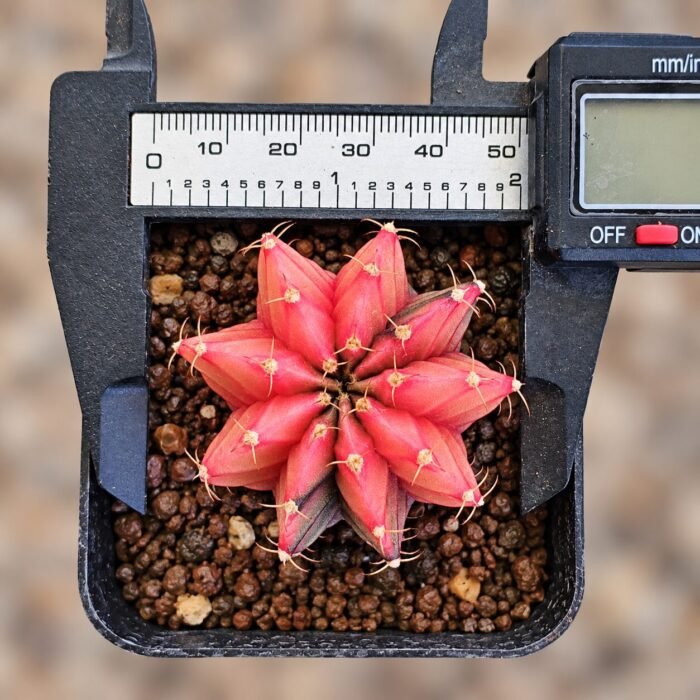 gymnocalycium mihanovichii variegata - Image 2