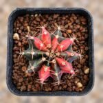 gymnocalycium mihanovichii variegata