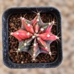 gymnocalycium mihanovichii variegata