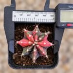 gymnocalycium mihanovichii variegata - Image 2