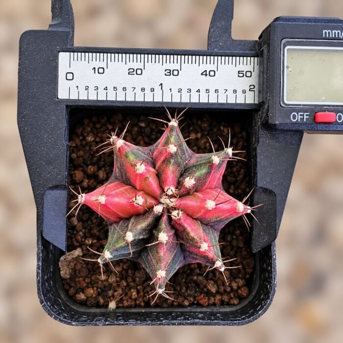 gymnocalycium mihanovichii variegata - Image 2