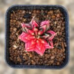 gymnocalycium mihanovichii variegata