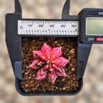 gymnocalycium mihanovichii variegata - Image 2