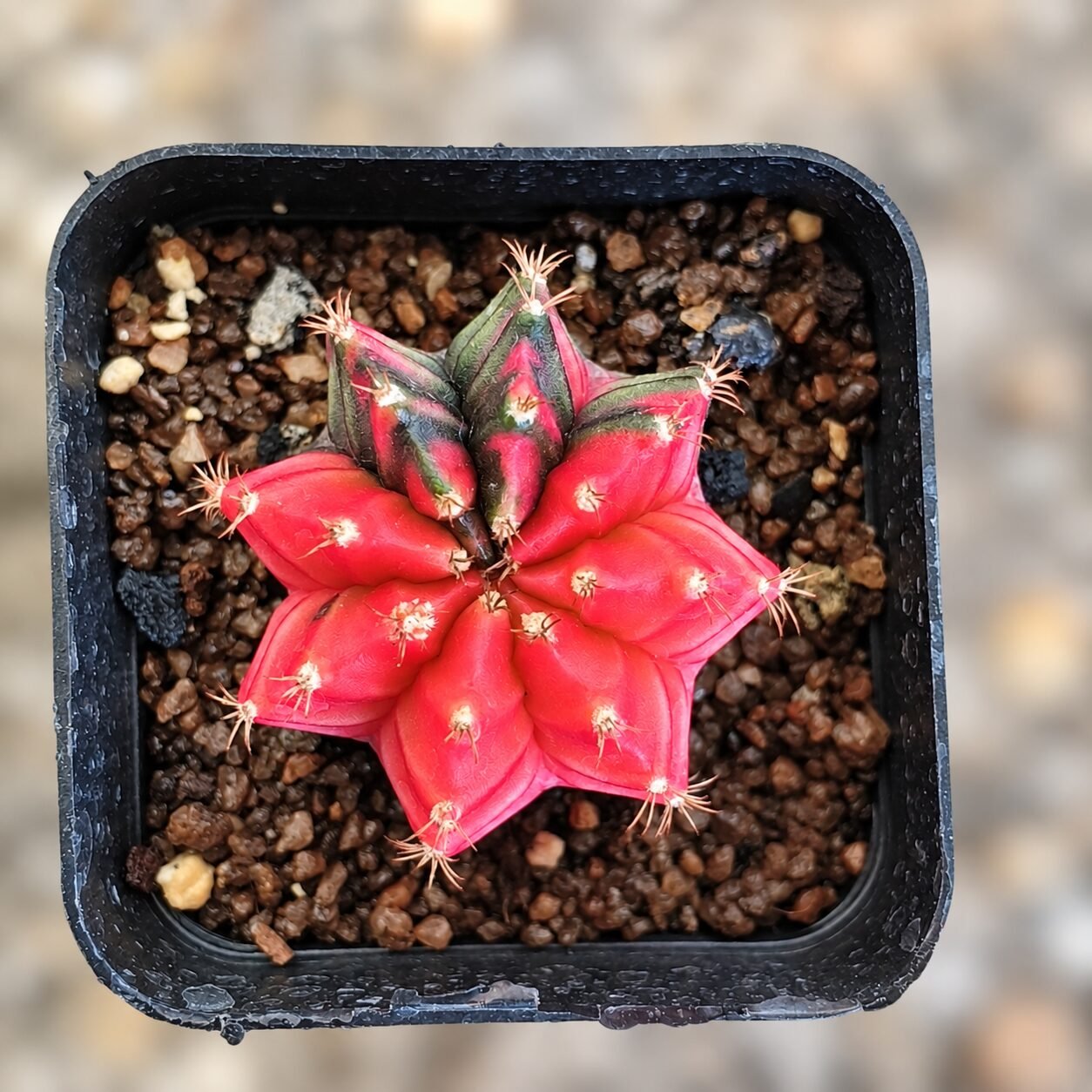 1000061249-GsC8mf-82 gymnocalycium mihanovichii variegata - Image 1