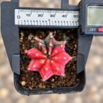 gymnocalycium mihanovichii variegata - Image 2