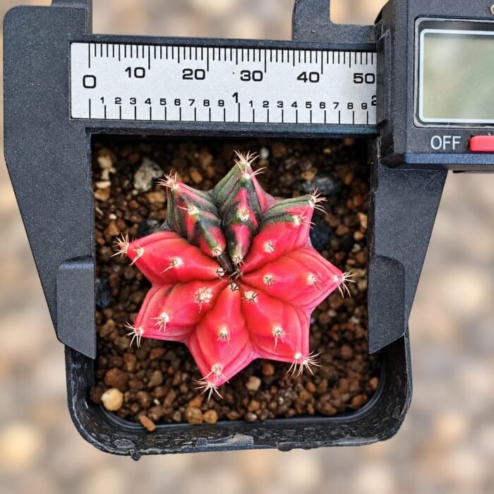 gymnocalycium mihanovichii variegata - Image 2