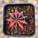 gymnocalycium mihanovichii variegata