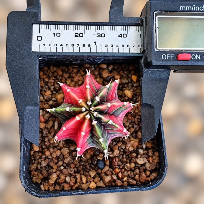 gymnocalycium mihanovichii variegata - Image 2
