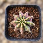 gymnocalycium mihanovichii variegata